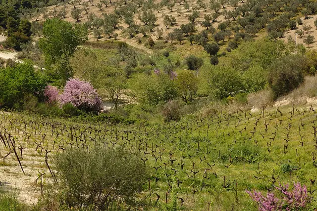 Οινοποιεία της Νεμέας
